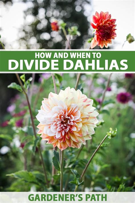 best time to divide dahlias.